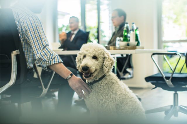 Bürohund BÜFA Cleaning
